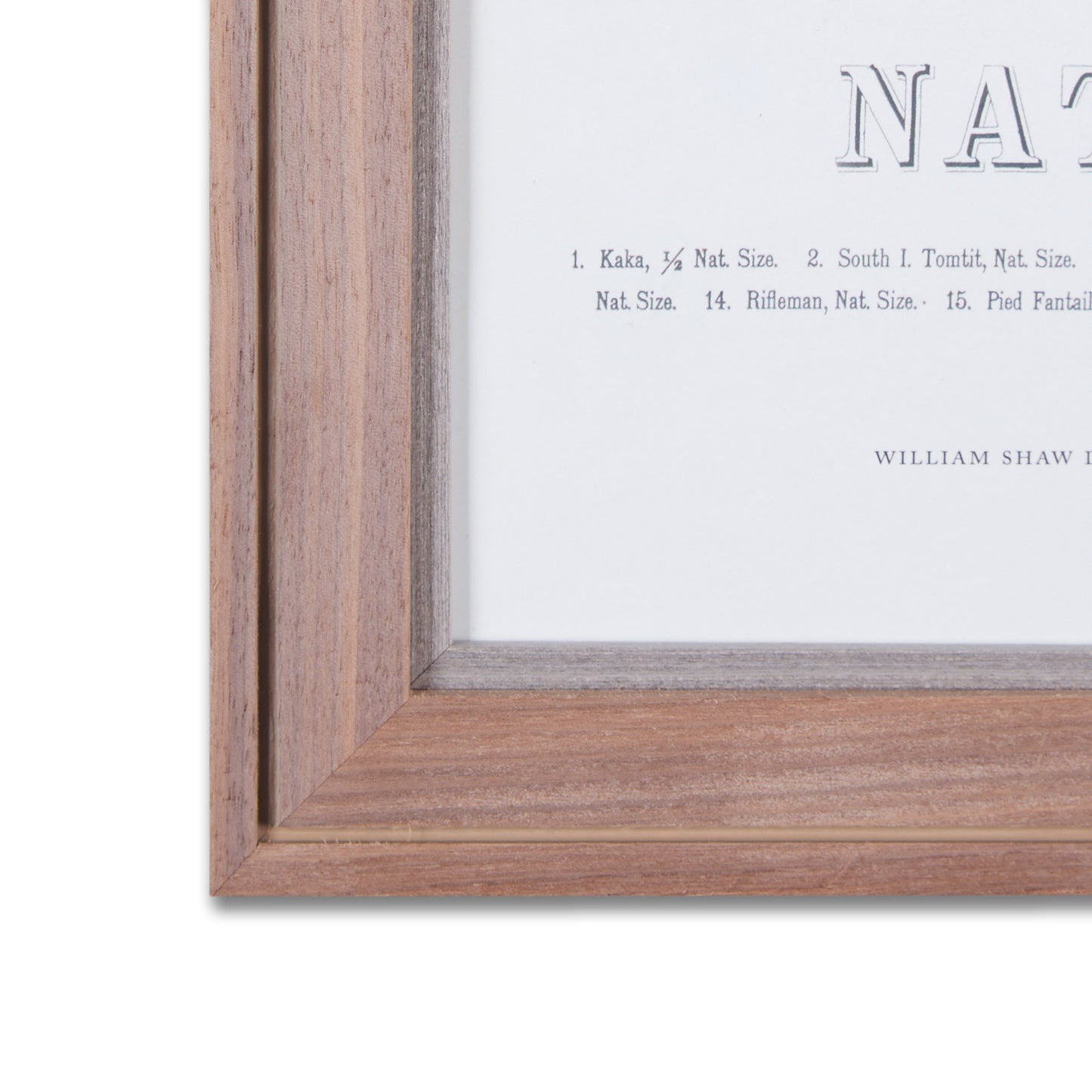 Native Birds of New Zealand Framed Print