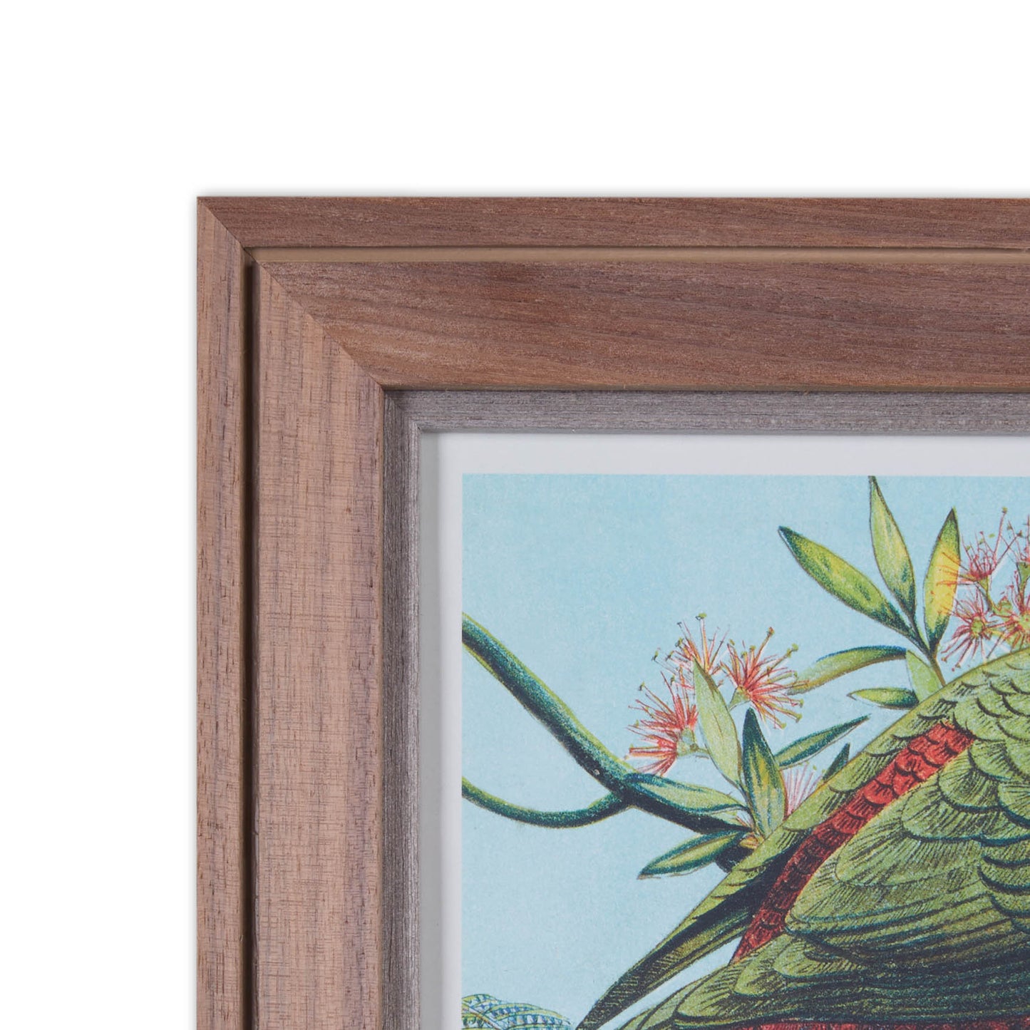 Native Birds of New Zealand Framed Print