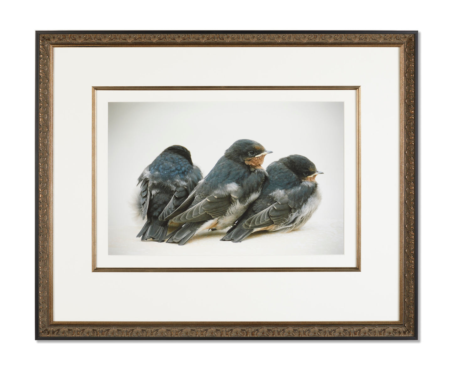 Birds by Sean Dick